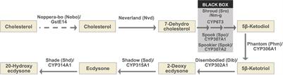 Transcriptional Regulators of Ecdysteroid Biosynthetic Enzymes and Their Roles in Insect Development